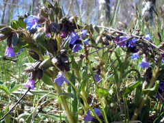 Pulmonaria angustifolia