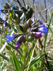 Pulmonaria angustifolia