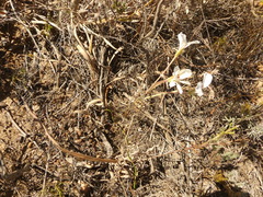 Pelargonium pinnatum
