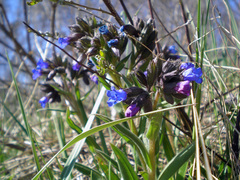 Pulmonaria angustifolia