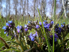 Pulmonaria angustifolia