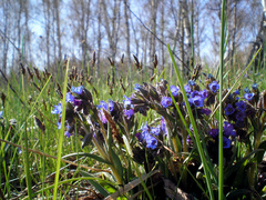 Pulmonaria angustifolia