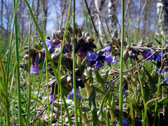Pulmonaria angustifolia