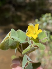 Oxalis chnoodes