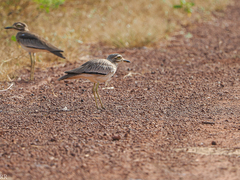Burhinus senegalensis