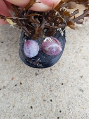 Crepipatella dilatata