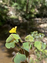 Oxalis chnoodes