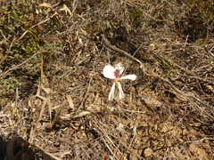 Pelargonium pinnatum