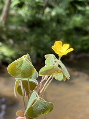 Oxalis chnoodes