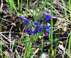 Pulmonaria angustifolia
