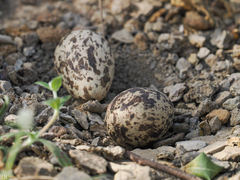 Burhinus senegalensis