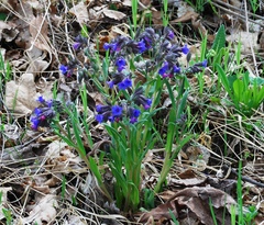 Pulmonaria angustifolia