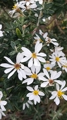 Chiliotrichum diffusum