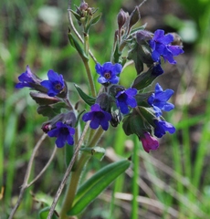 Pulmonaria angustifolia
