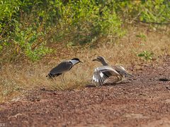 Burhinus senegalensis