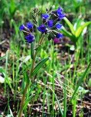 Pulmonaria angustifolia