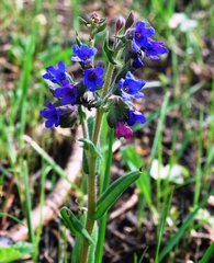 Pulmonaria angustifolia