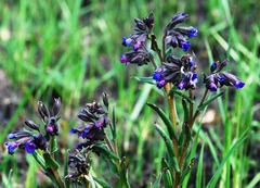 Pulmonaria angustifolia