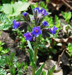 Pulmonaria angustifolia