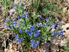 Pulmonaria angustifolia