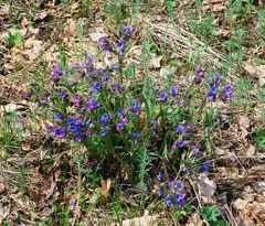 Pulmonaria angustifolia
