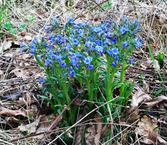 Pulmonaria angustifolia