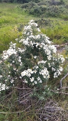 Chiliotrichum diffusum