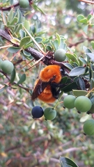 Bombus dahlbomii