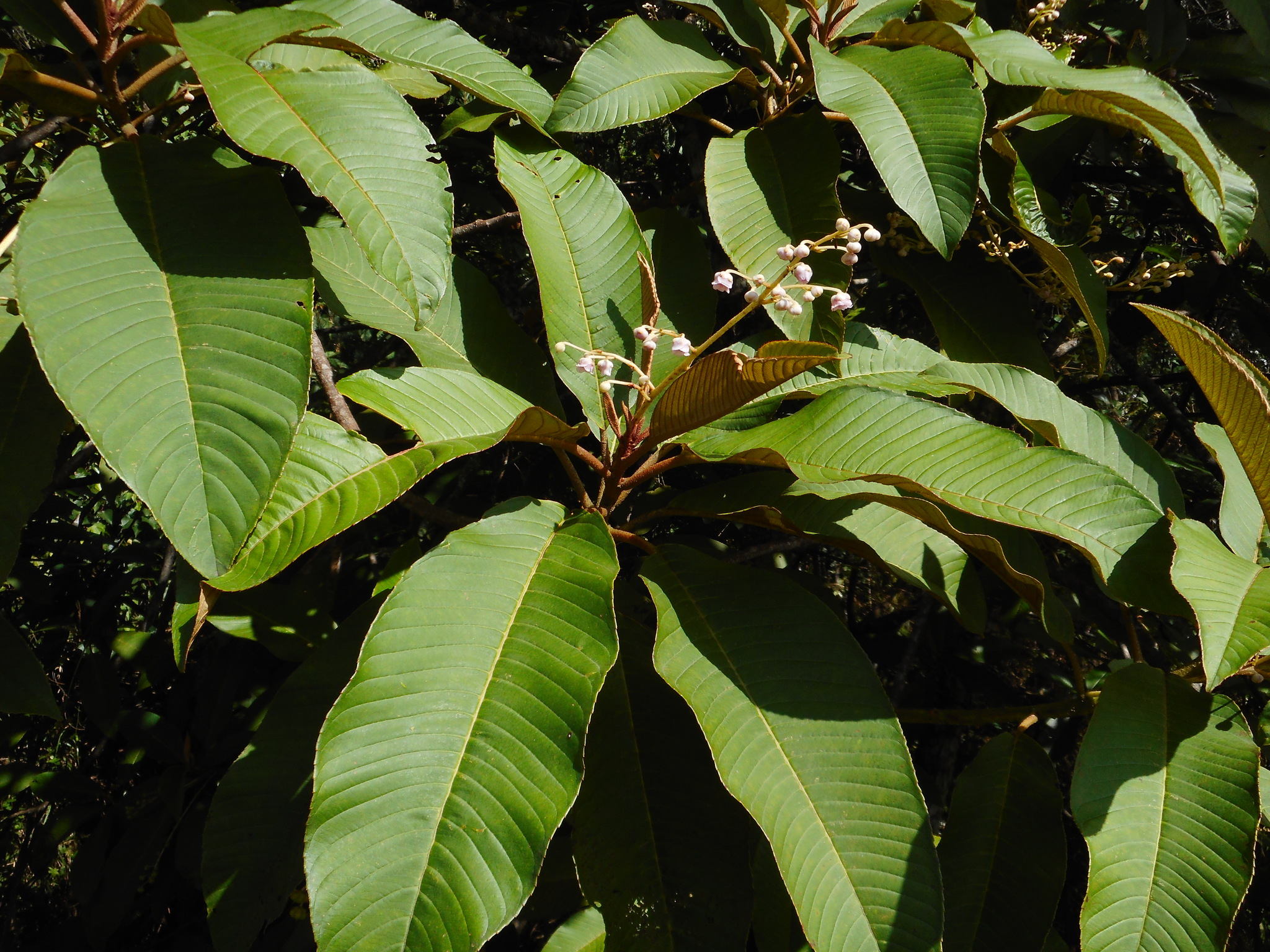 Saurauia napaulensis — ảnh 3