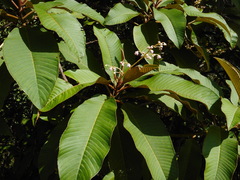 Saurauia