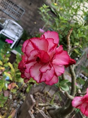 Adenium obesum