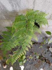 Microlepia speluncae