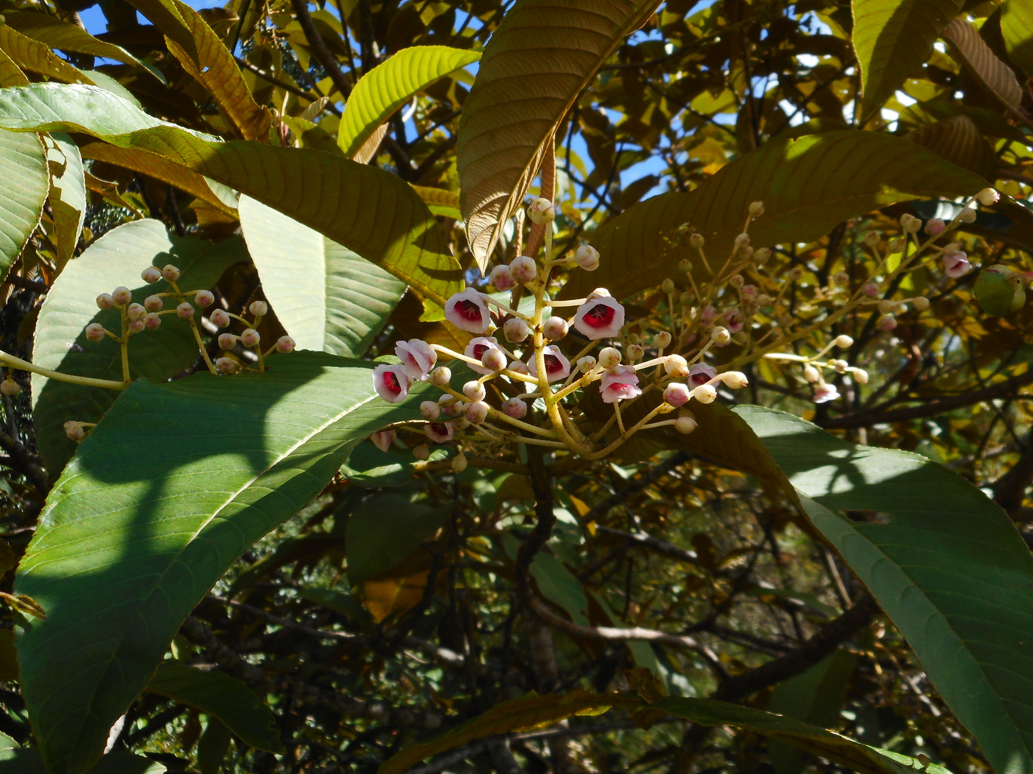Saurauia napaulensis — ảnh 2
