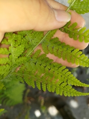 Microlepia speluncae