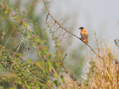 Euplectes franciscanus