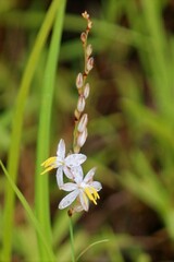 Chlorophytum saundersiae