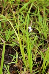Chlorophytum saundersiae