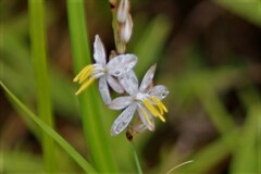 Chlorophytum saundersiae
