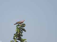 Streptopelia decipiens