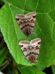 Euclidia glyphica