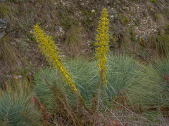 Aciphylla glaucescens