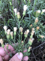 Baccharis texana
