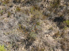 Leucadendron stelligerum