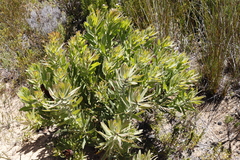 Protea lepidocarpodendron