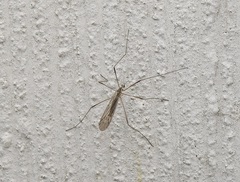 Limoniidae