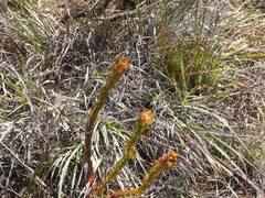 Leucadendron stelligerum