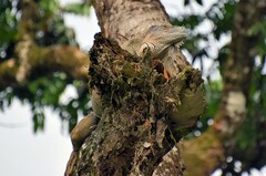 Iguana iguana iguana