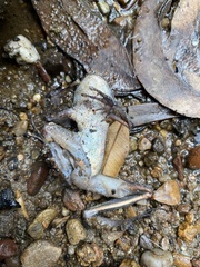Ranoidea lesueuri