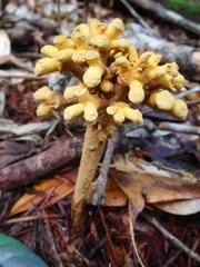 Dendrosphaera eberhardtii