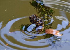 Sphoeroides testudineus